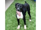 Adopt Tin Man a Labrador Retriever, Boxer