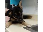 Adopt Yuri a German Shepherd Dog