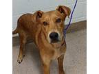 Adopt Lou a Doberman Pinscher, Mixed Breed