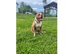 Adopt Mac a Tan/Yellow/Fawn American Pit Bull Terrier / Mixed Breed (Medium) /