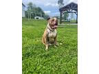 Adopt Mac a Tan/Yellow/Fawn Mixed Breed (Large) / Mixed dog in Millersburg