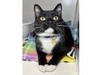 Adopt Larry a All Black Domestic Shorthair / Domestic Shorthair / Mixed cat in