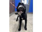 Adopt Missy a Gray/Blue/Silver/Salt & Pepper Portuguese Water Dog / Mixed dog in