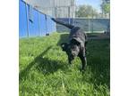 Adopt Avery a Black Mixed Breed (Medium) / Mixed dog in Millersburg