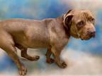 Adopt BIG BOY a Pit Bull Terrier, Mixed Breed