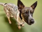 Adopt REMINGTON a Australian Cattle Dog / Blue Heeler, Mixed Breed