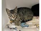 Adopt O'DONNELL a Domestic Short Hair