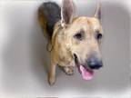 Adopt ORION a German Shepherd Dog, Mixed Breed