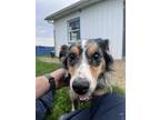 Adopt Buck a Black Australian Shepherd / Mixed Breed (Medium) / Mixed (short