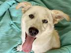 Adopt FLUFFY a Labrador Retriever, Mixed Breed