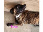 Adopt Tina a Brindle - with White Shepherd (Unknown Type) / Mixed dog in