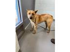 Adopt Ollie a Red/Golden/Orange/Chestnut Cattle Dog / Mixed dog in Appomattox