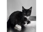 Adopt Cowlick a All Black Domestic Shorthair / Domestic Shorthair / Mixed cat in