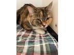 Adopt Cammy a Calico or Dilute Calico Domestic Shorthair (short coat) cat in