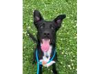 Adopt Charlie a Black Mixed Breed (Medium) / Mixed dog in Jeffersonville