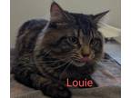 Adopt Louie a Brown or Chocolate Domestic Longhair / Domestic Shorthair / Mixed