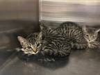 Adopt Cheez-It a Brown Tabby Domestic Shorthair / Mixed Breed (Medium) / Mixed