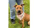 Adopt Jemma a Brown/Chocolate Mixed Breed (Medium) / Mixed dog in Winchester