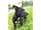 Adopt Ladybug a Black American Pit Bull Terrier / Mixed dog in Madison