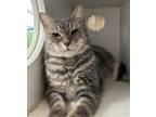 Adopt Buttermilk (Special Paws) a Gray or Blue Domestic Shorthair / Domestic
