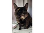 Adopt Roxie a All Black Domestic Shorthair / Domestic Shorthair / Mixed cat in