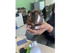 Adopt Oreo a Brown or Chocolate Guinea Pig / Guinea Pig / Mixed (short coat)