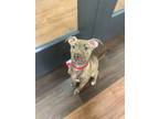 Adopt Silvy a Tan/Yellow/Fawn American Pit Bull Terrier / Mixed dog in Baton