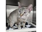 Adopt Cece a Cream or Ivory Domestic Shorthair / Domestic Shorthair / Mixed cat