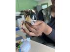 Adopt Bubbles a Yellow Guinea Pig / Guinea Pig / Mixed (short coat) small animal