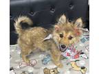 Adopt Phoebe ann a Tan/Yellow/Fawn Pomeranian / Mixed dog in Sullivan