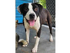 Adopt Millie a Black Mixed Breed (Large) / Mixed dog in Sanford, FL (41459243)