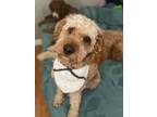 Adopt Finn a Tan/Yellow/Fawn Poodle (Standard) / Golden Retriever / Mixed dog in