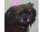 Adopt Eddie a Brindle Terrier (Unknown Type, Small) / Mixed dog in