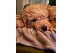 Adopt Copper a Tan/Yellow/Fawn Poodle (Miniature) / Cavalier King Charles