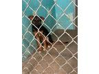Adopt d-6540 a German Shepherd Dog / Mixed dog in Glen Rose, TX (41426537)