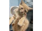 Adopt Candy Corn a Domestic Short Hair