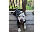 Adopt Biggie a Black - with White American Pit Bull Terrier / Mixed dog in
