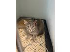 Adopt Riley a Gray or Blue Domestic Shorthair (short coat) cat in Appomattox