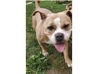 Adopt Remy a Tan/Yellow/Fawn - with White American Pit Bull Terrier / Mixed dog