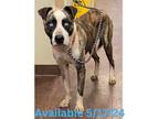 Adopt Dog Kennel #33 a Catahoula Leopard Dog / Mixed Breed (Medium) / Mixed dog