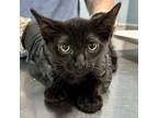 Adopt MANTIS a All Black Domestic Shorthair / Domestic Shorthair / Mixed (short