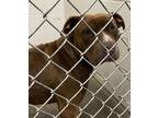 Adopt Muddy Waters a Red/Golden/Orange/Chestnut American Pit Bull Terrier /