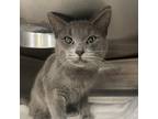 Adopt Tye a Gray or Blue Domestic Shorthair / Domestic Shorthair / Mixed cat in