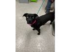 Adopt Lola a Black Mixed Breed (Large) / Mixed dog in Baltimore, MD (41456075)