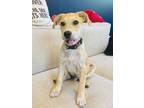 Adopt Kevin a Black Golden Retriever / Mixed Breed (Medium) / Mixed (short coat)