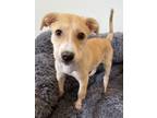 Adopt Nylla a Tan/Yellow/Fawn Retriever (Unknown Type) / Mixed dog in Palatine