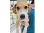 Adopt Clancy a Tan/Yellow/Fawn Retriever (Unknown Type) / Mixed dog in Palatine