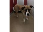 Adopt Zeke* a Tan/Yellow/Fawn Mixed Breed (Large) / Mixed dog in Anderson