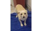 Adopt Shawn a Tan/Yellow/Fawn Mixed Breed (Small) / Mixed dog in Kansas City