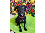 Adopt Belinda a Black Mixed Breed (Medium) / Mixed dog in Binghamton